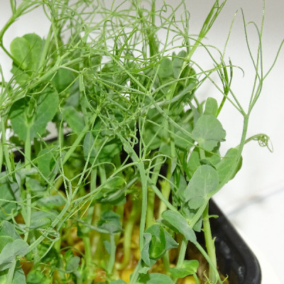 Guisante Jumbo Extra Rizos – Mikagreens