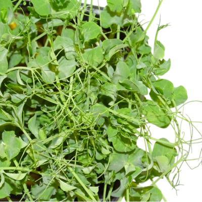 Guisante Blanco – Blister Microvegetal Intermedio con Menos Anillos – Mikagreens