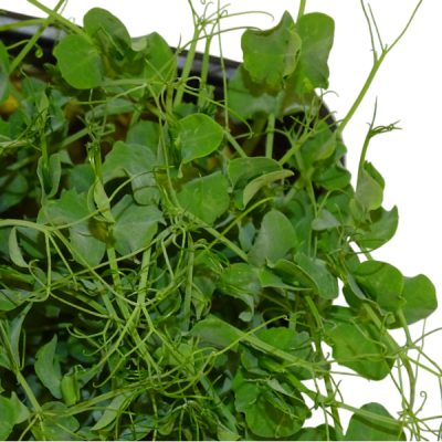 Guisante Blanco – Blister Microvegetal Intermedio con Menos Anillos – Mikagreens