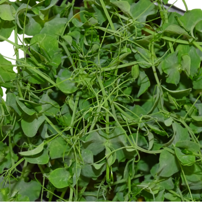 Guisante Blanco – Blister Microvegetal Intermedio con Menos Anillos – Mikagreens