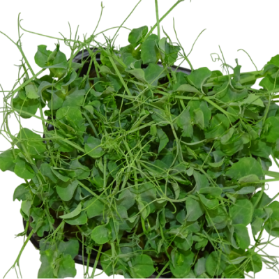 Guisante Blanco – Blister Microvegetal Intermedio con Menos Anillos – Mikagreens