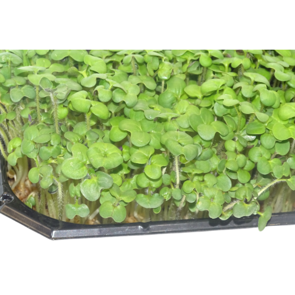 Mostaza Blanca Cortada en Blister – Microvegetal Fresco y Aromático