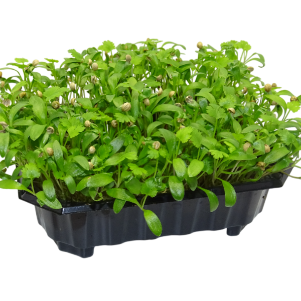 Cilantro en Maceta – Microvegetal Fresco, Aromático y Local