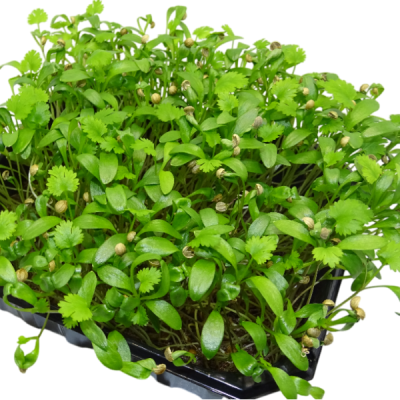 🌿 Microplanta Cilantro – Fresca, Suave & Digestiva en Blister 🌿