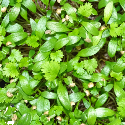 🌿 Microplanta Cilantro – Fresca, Suave & Digestiva en Blister 🌿