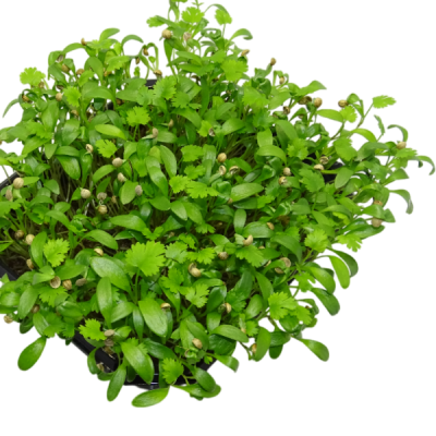 🌿 Microplanta Cilantro – Fresca, Suave & Digestiva en Blister 🌿