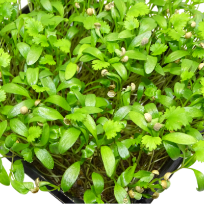 🌿 Microplanta Cilantro – Fresca, Suave & Digestiva en Blister 🌿