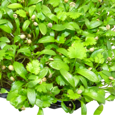 🌿 Microplanta Cilantro – Fresca, Suave & Digestiva en Blister 🌿