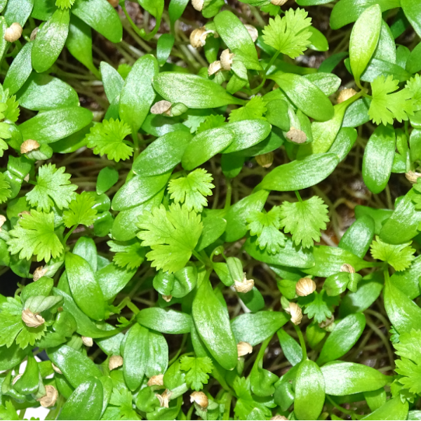 Microplanta Cilantro – Fresca, Suave & Digestiva en Blister