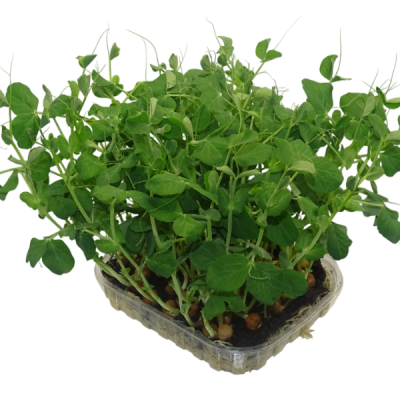 Maceta Guisante Ensalada – Microvegetal fresco natural