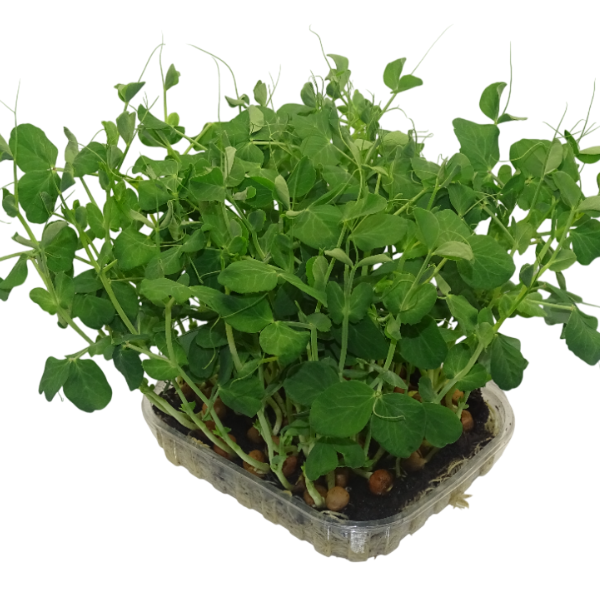 Maceta Guisante Ensalada – Microvegetal fresco natural