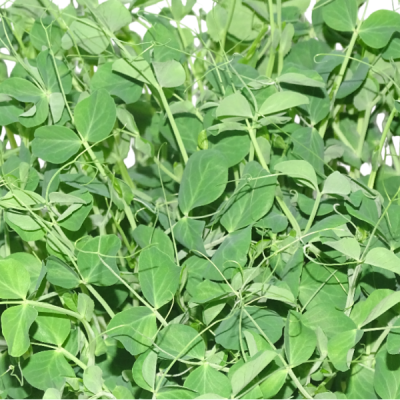 Maceta Guisante Ensalada – Microvegetal fresco natural