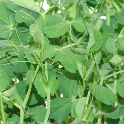 Maceta Guisante Ensalada – Microvegetal fresco natural