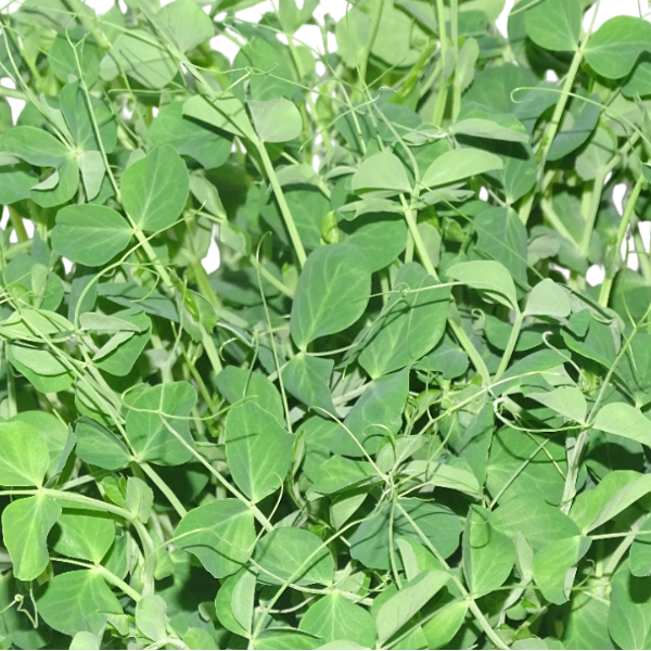Guisante Verde Vivo – Microvegetal Fresh Cut para Ensaladas