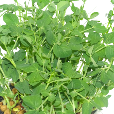 Guisante Verde Vivo – Microvegetal Fresh Cut para Ensaladas