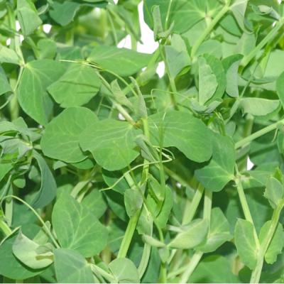 Guisante Verde Vivo – Microvegetal Fresh Cut para Ensaladas