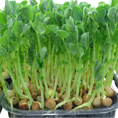 Guisante Verde Vivo – Microvegetal Fresh Cut para Ensaladas