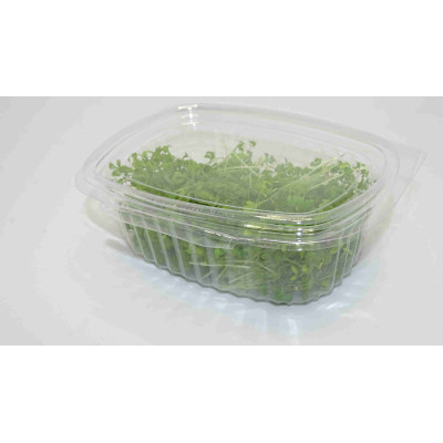 Rábano Rojo Rambo – Microgreen Picante de Color Intenso