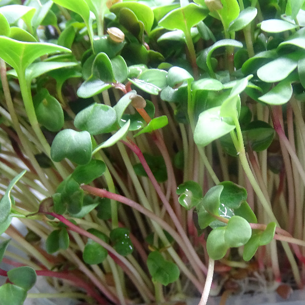 Rábano Rosa Cortado en Blister – Microvegetal Fresco y Listo para Usar