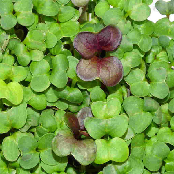 Microgreens-Microplanta Rábano Verde Fresca-Blister