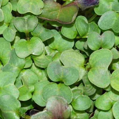 Microplanta Rábano Verde Fresca-Blister