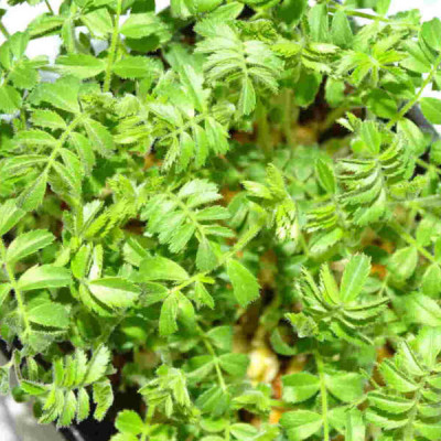 🌱 Microplanta de garbanzo fresca