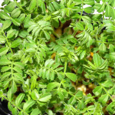 🌱 Microplanta de garbanzo fresca