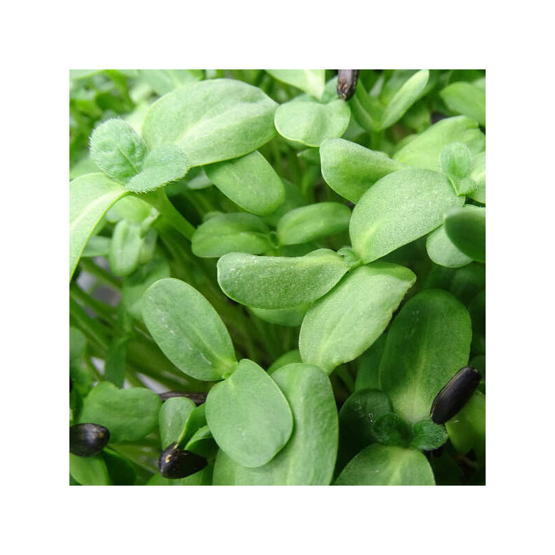 Microbrotes cortados - Brotes Girasol Mikagreens  - Blister