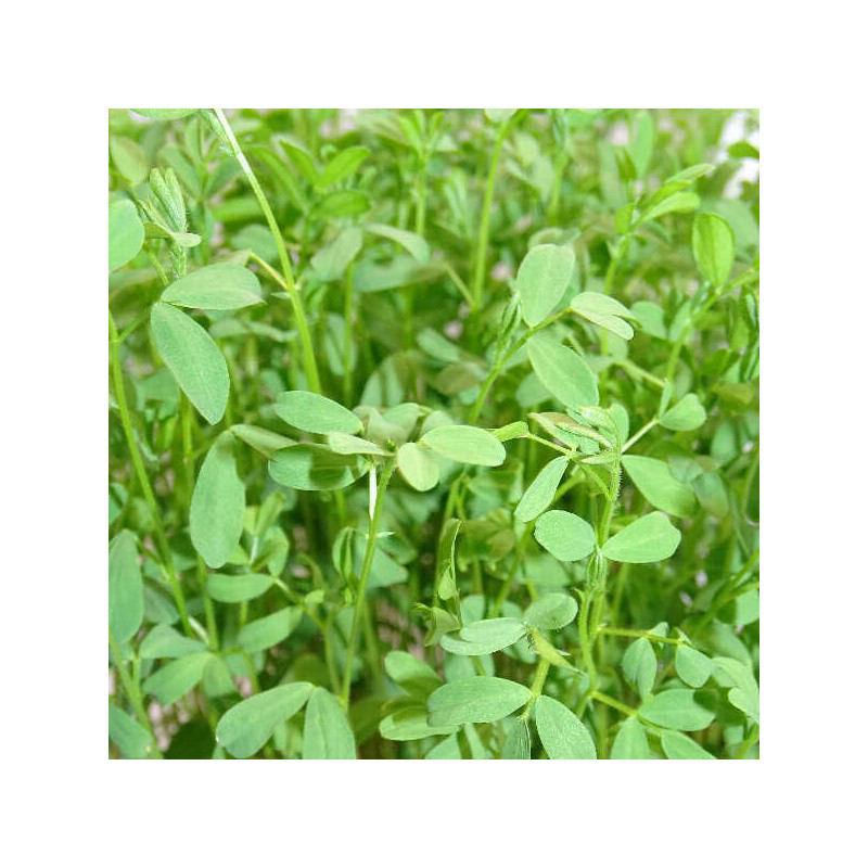 🌸 Microplanta Lenteja Rosa – Color Natural & Hierro Biodisponible en Blister