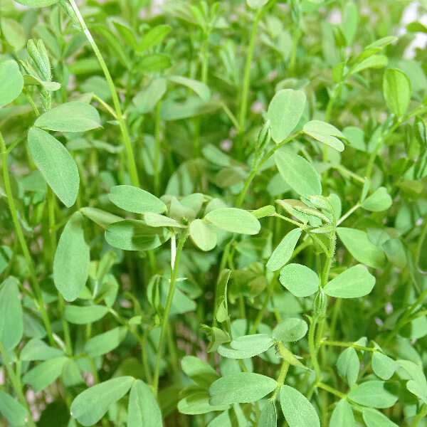 Microplanta Lenteja Rosa – Color Natural & Hierro Biodisponible alto contenido de Nutrientes en Blister