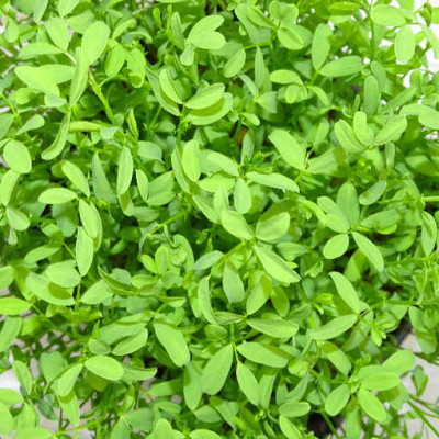 🌸 Microplanta Lenteja Rosa – Color Natural & Hierro Biodisponible en Blister