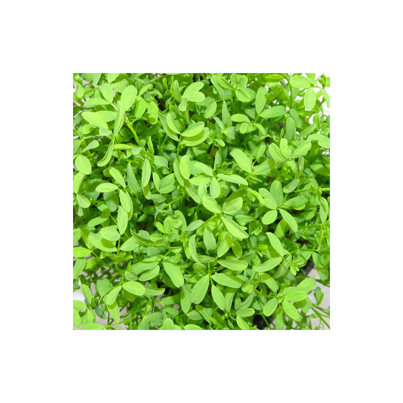 🌸 Microplanta Lenteja Rosa – Color Natural & Hierro Biodisponible en Blister