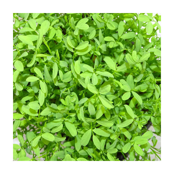 Microplanta Lenteja Rosa – Color Natural & Hierro Biodisponible alto contenido de Nutrientes en Blister