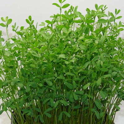 🌸 Microplanta Lenteja Rosa – Color Natural & Hierro Biodisponible en Blister