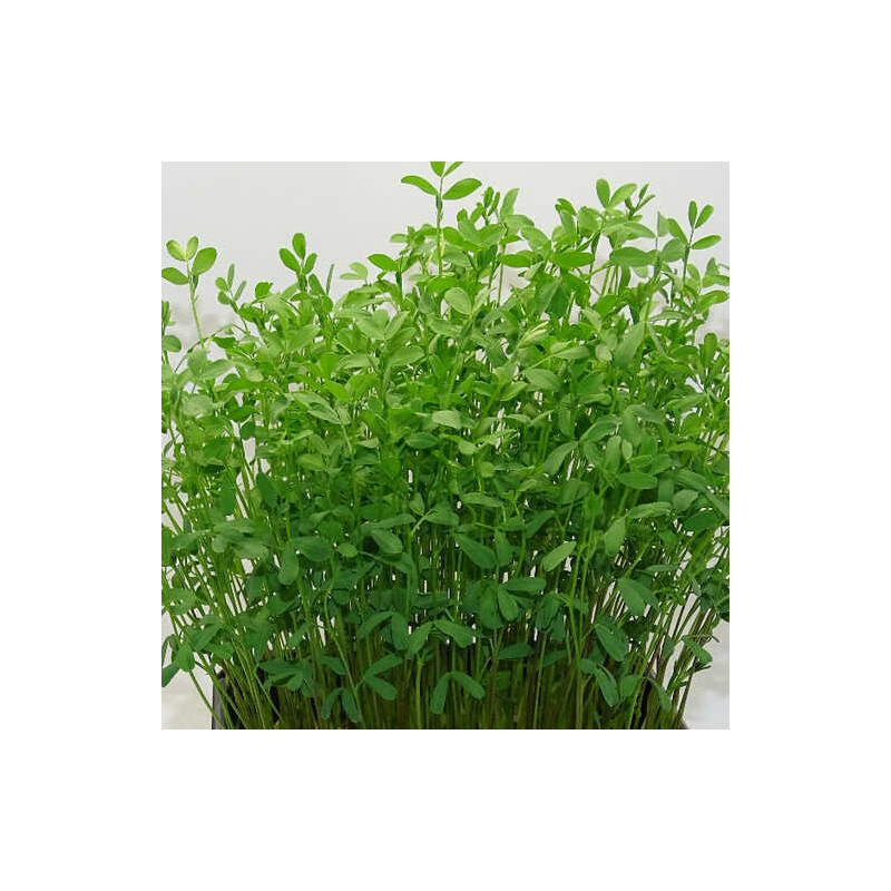 🌸 Microplanta Lenteja Rosa – Color Natural & Hierro Biodisponible en Blister