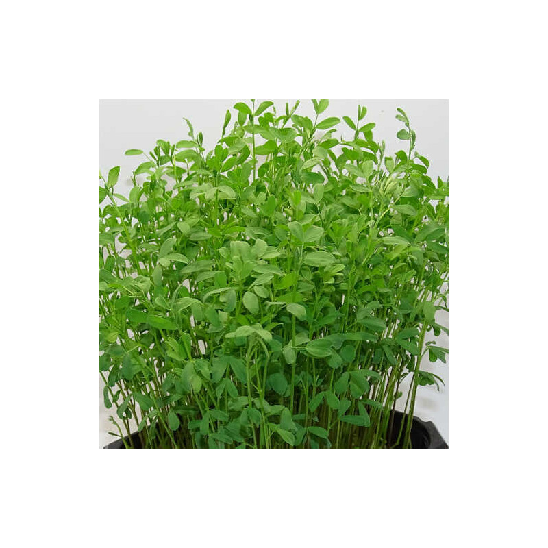 🌸 Microplanta Lenteja Rosa – Color Natural & Hierro Biodisponible en Blister