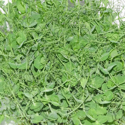 🌱 Guisante Foxy para Alta Cocina | Mikagreens en Blister