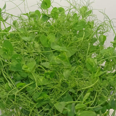 🌱 Guisante Foxy para Alta Cocina | Mikagreens en Blister