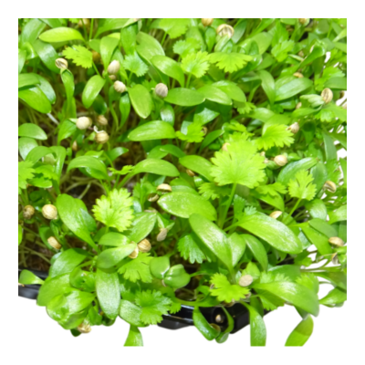 🌿 Microplanta Cilantro – Fresca, Suave & Digestiva en Blister 🌿