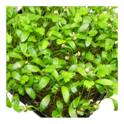 🌿 Microplanta Cilantro – Fresca, Suave & Digestiva en Blister 🌿