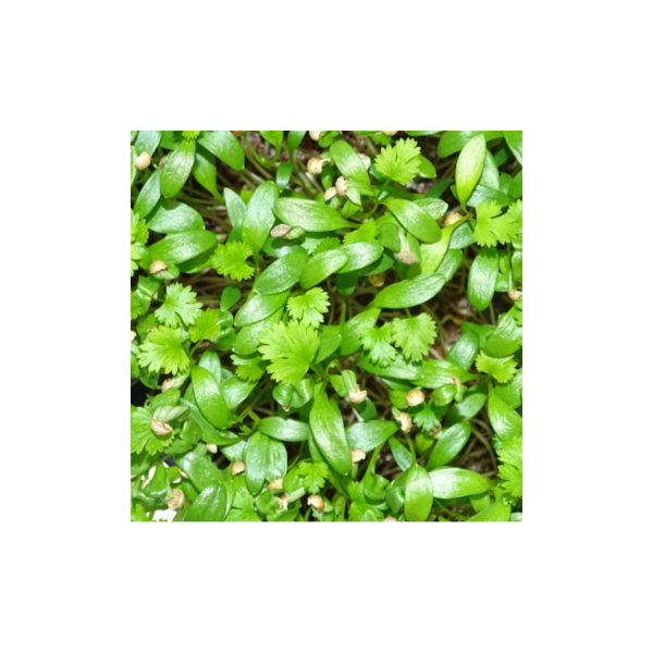 Microplanta Cilantro-Microgreens Cilantro – Fresca, Suave & Brote Digestivo en Blister