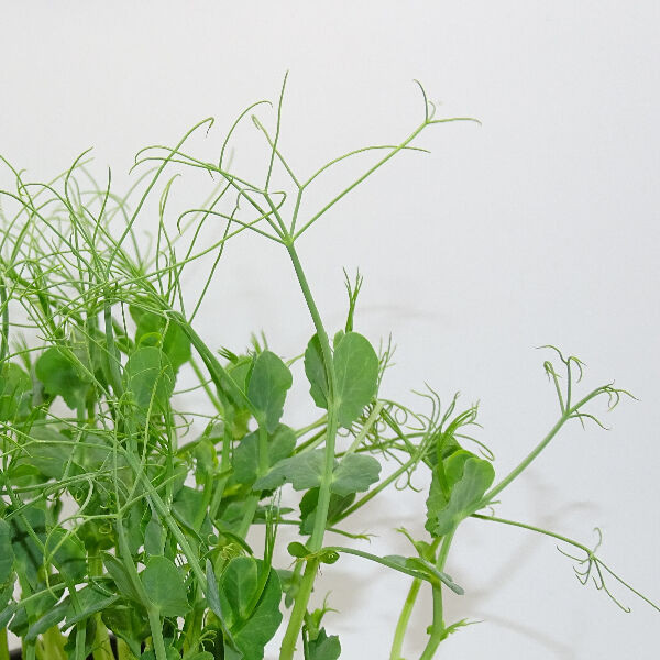 Blister de Guisante Jumbo Extra Rizado – Microvegetal Mikagreens (Microgreens), Brotes Tiernos y Crujientes