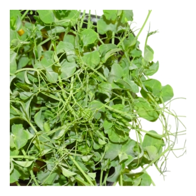 Microvegetal de Guisante Blanco Mikagreens (Microgreens) – Brotes Tiernos | en Blister Intermedio con Menos Anillos