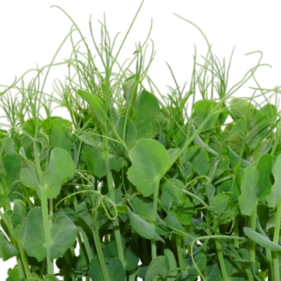 Microvegetal de Guisante Blanco Mikagreens (Microgreens) – Brotes Tiernos | en Blister Intermedio con Menos Anillos