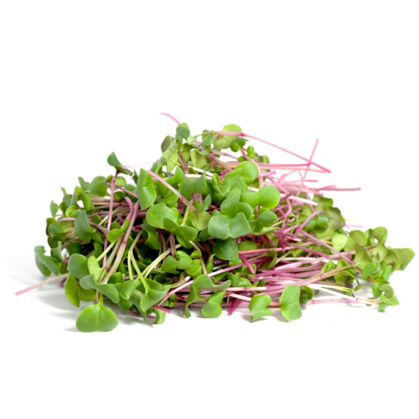 Microplanta Rabano Rosa en blister