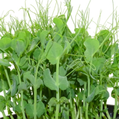 Microvegetal de Guisante Blanco Mikagreens (Microgreens) – Brotes Tiernos | en Blister Intermedio con Menos Anillos
