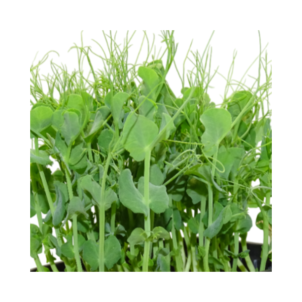 Microvegetal de Guisante Blanco Mikagreens (Microgreens) – Brotes Tiernos | en Blister Intermedio con Menos Anillos