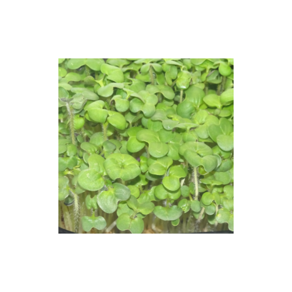 Microvegetal de Mostaza Blanca Mikagreens (Microgreens) – Brotes Tiernos | Blister Aromático