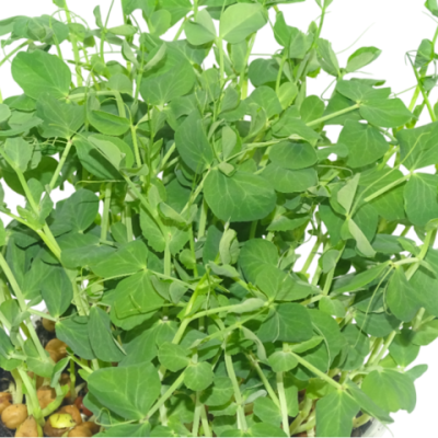 Microvegetal de Guisante Verde Mikagreens (Microgreens) – Brotes Tiernos | Blister Fresco