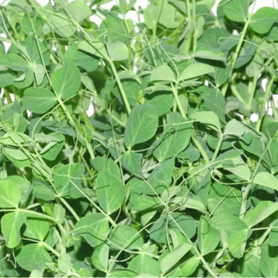 Microvegetal de Guisante Verde Mikagreens (Microgreens) – Brotes Tiernos | Blister Fresco